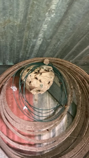 Destruction de frelons asiatiques
Destruction de frelons asiatiques
Vous pensez avoir un nid de frelons asiatiques chez vous ? Alors n’hésitez pas ! Appelez-moi pour en être sûr.
J’interviens dans tout le département de l’Aube de Troyes à Saint-Florentin en passant par Chaource
Le frelon asiatique (vespa velutina) est une espèce d’insecte originaire d’Asie. Il a été introduit en France par erreur en 2004. Il est classé espèce invasive et nuisible depuis 2016 pour la biodiversité et notre éco-système, notamment pour nos abeilles car 10 frelons asiatiques suffisent pour anéantir une ruche en quelques jours. On estime que depuis avril 2020, il aurait colonisé presque toute la France.
Cet hyménoptère est très dangereux quand on s’approche de son nid car ils attaquent en grand nombre et peuvent piquer plusieurs fois, leurs dards de 6mm est redoutable.
En début de saison (mars-avril), les nids peuvent se trouver dans des cabanons de jardins, sous des charpentes, dans des haies etc… A l’automne, on découvre des nids à des hauteurs qui peuvent dépasser les 30m dans les arbres et pouvant mesurer 1m de hauteur et 80cm de diamètre.
Pour la destruction d’un nid de frelons asiatiques, un protocole doit être respecté et il doit être signalé au GDSA qui répertorie tous les nids du département.