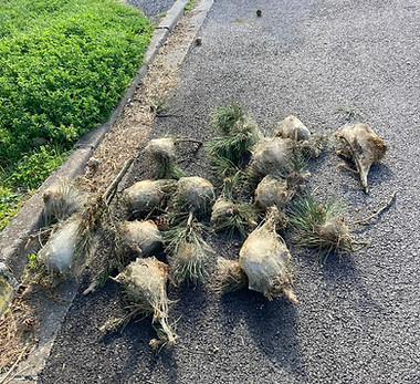 IMG_7745 (Copy).JPEG