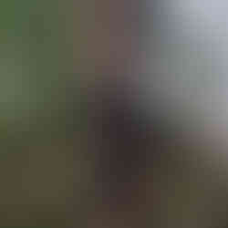 Chenille Processionnaire du Pin : Dangers et Solutions avec AJDN La chenille processionnaire du pin, connue sous le nom scientifique de Thaumetopea pityocampa, est un insecte qui peut causer de sérieux dommages aux forêts et aux jardins. Reconnaître et gérer cette espèce est essentiel pour protéger nos arbres ainsi que la santé de nos animaux de compagnie et des humains. Dans cet article, nous allons explorer les caractéristiques de la chenille processionnaire, ses dangers, et les solutions proposées par AJDN pour une intervention efficace, notamment dans un rayon d'environ 30 km autour d'Avreuil, incluant des villes comme Troyes, Saint-Florentin et Tonnerre.