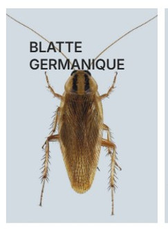 les différentes blattes qui existe en france
