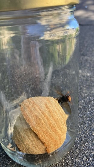 Destruction de frelons asiatiques
Destruction de frelons asiatiques
Vous pensez avoir un nid de frelons asiatiques chez vous ? Alors n’hésitez pas ! Appelez-moi pour en être sûr.
J’interviens dans tout le département de l’Aube de Troyes à Saint-Florentin en passant par Chaource
Le frelon asiatique (vespa velutina) est une espèce d’insecte originaire d’Asie. Il a été introduit en France par erreur en 2004. Il est classé espèce invasive et nuisible depuis 2016 pour la biodiversité et notre éco-système, notamment pour nos abeilles car 10 frelons asiatiques suffisent pour anéantir une ruche en quelques jours. On estime que depuis avril 2020, il aurait colonisé presque toute la France.
Cet hyménoptère est très dangereux quand on s’approche de son nid car ils attaquent en grand nombre et peuvent piquer plusieurs fois, leurs dards de 6mm est redoutable.
En début de saison (mars-avril), les nids peuvent se trouver dans des cabanons de jardins, sous des charpentes, dans des haies etc… A l’automne, on découvre des nids à des hauteurs qui peuvent dépasser les 30m dans les arbres et pouvant mesurer 1m de hauteur et 80cm de diamètre.
Pour la destruction d’un nid de frelons asiatiques, un protocole doit être respecté et il doit être signalé au GDSA qui répertorie tous les nids du département.