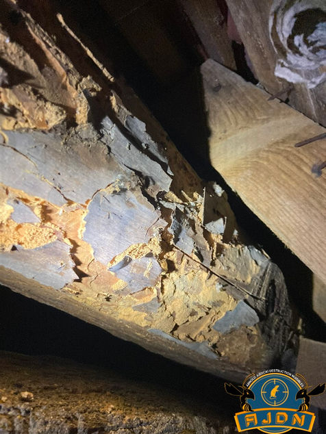 Les insectes xylophages désignent des organismes, y compris des bactéries, des champignons, des insectes et des larves, qui se nourrissent de bois. Ils provoquent des dégradations sérieuses dans les constructions en digérant la cellulose ou la lignine, que le bois soit vivant ou mort.

​

1. Termite
Taille : Environ 1 à 4 cm, selon l'espèce.
Poids : Généralement entre 0,1 et 0,5 g.
Durée de Vie : Quelques mois pour les ouvrières, jusqu'à 30 ans pour la reine.
Risques pour les Habitations : Les termites vivent principalement en colonies dans le sol. Elles peuvent traverser des murs en ciment pour attaquer les structures en bois, causant des dommages significatifs. En France, des déductions fiscales existent pour aider à leur élimination.

​

DEMANDE UNE INTERVENTION


2. Capricorne
Taille : Environ 1 à 3 cm.
Poids : Environ 0,2 à 0,3 g.
Durée de Vie : De un à trois ans.
Risques pour les Habitations : Les adultes sont généralement inoffensifs, mais les larves se nourrissent de bois pendant plusieurs années. Bien qu'elles causent moins de dégâts que les termites, leur développement peut affaiblir les structures.

 

DEMANDE UNE INTERVENTION


3. Vrillette
Taille : Environ 2 à 5 mm.
Poids : Environ 0,01 g.
Durée de Vie : Jusqu'à trois ans.
Risques pour les Habitations : Comme pour le capricorne, les vrillettes sont peu nuisibles à l'état adulte, mais leurs larves peuvent endommager le bois pendant plusieurs années.

 

DEMANDE UNE INTERVENTION


4. Lyctus
Taille : Environ 4 à 6 mm.
Poids : Environ 0,05 g.
Durée de Vie : Environ un an.
Risques pour les Habitations : Les larves de lyctus se nourrissent de bois dur, provoquant des dégradations, bien que moins importantes que celles causées par les termites.

 

DEMANDE UNE INTERVENTION


5. Syrex
Taille : Environ 5 à 10 mm.
Poids : Environ 0,02 g.
Durée de Vie : Environ un à deux ans.
Risques pour les Habitations : Comme les autres insectes mentionnés, le syrex est moins nuisible à l'état adulte, mais ses larves peuvent causer des dommages au bois.

 

DEMANDE UNE INTERVENTION


6. Fourmi Charpentière
Taille : Environ 1,5 à 2,5 cm.
Poids : Environ 0,1 à 0,3 g.
Durée de Vie : Quelques mois pour les ouvrières, jusqu'à 5 ans pour la reine.
Risques pour les Habitations : Bien qu’elle ne se nourrisse pas directement du bois, la fourmi charpentière crée des galeries dans le bois pour établir ses nids. Elle préfère le bois humide, aggravant ainsi les problèmes de pourriture et rendant les structures instables.