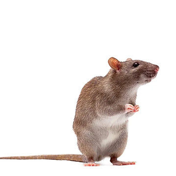 rat brunc action guepes et nuisibles