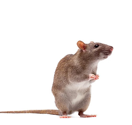 rat brunc action guepes et nuisibles