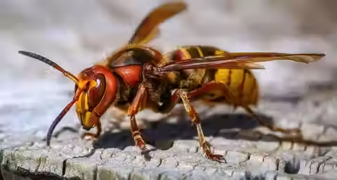 Frelon européen (Vespa crabro)
Guêpe commune
Taille
3 à 3,5 cm
3 à 4 cm
1,5 à 2 cm
Couleur
Thorax brun-noir, abdomen noir avec large bande orange, pattes jaunes à l’extrémité
Thorax brun-roux, abdomen jaune et noir rayé
Jaune et noir bien contrasté
Nid
Aérien, sphérique, souvent en hauteur (arbres, toits, hangars), ouverture latérale
Aérien ou souterrain, papier mâché grisâtre, ouverture souvent en bas
Souterrain, dans les combles, sous les avant-toits
Comportement
Très actif autour des ruches, agressif seulement si le nid est menacé
Calme, peu agressif