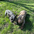 image of two dogs biting a stick during a dog walk