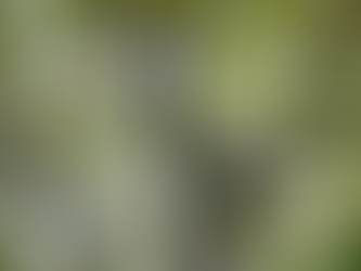 Harvesting of Kashmiri Walnuts in the Valley: