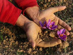 Saffron in Cold and Winters: A Timeless Remedy From the Valley