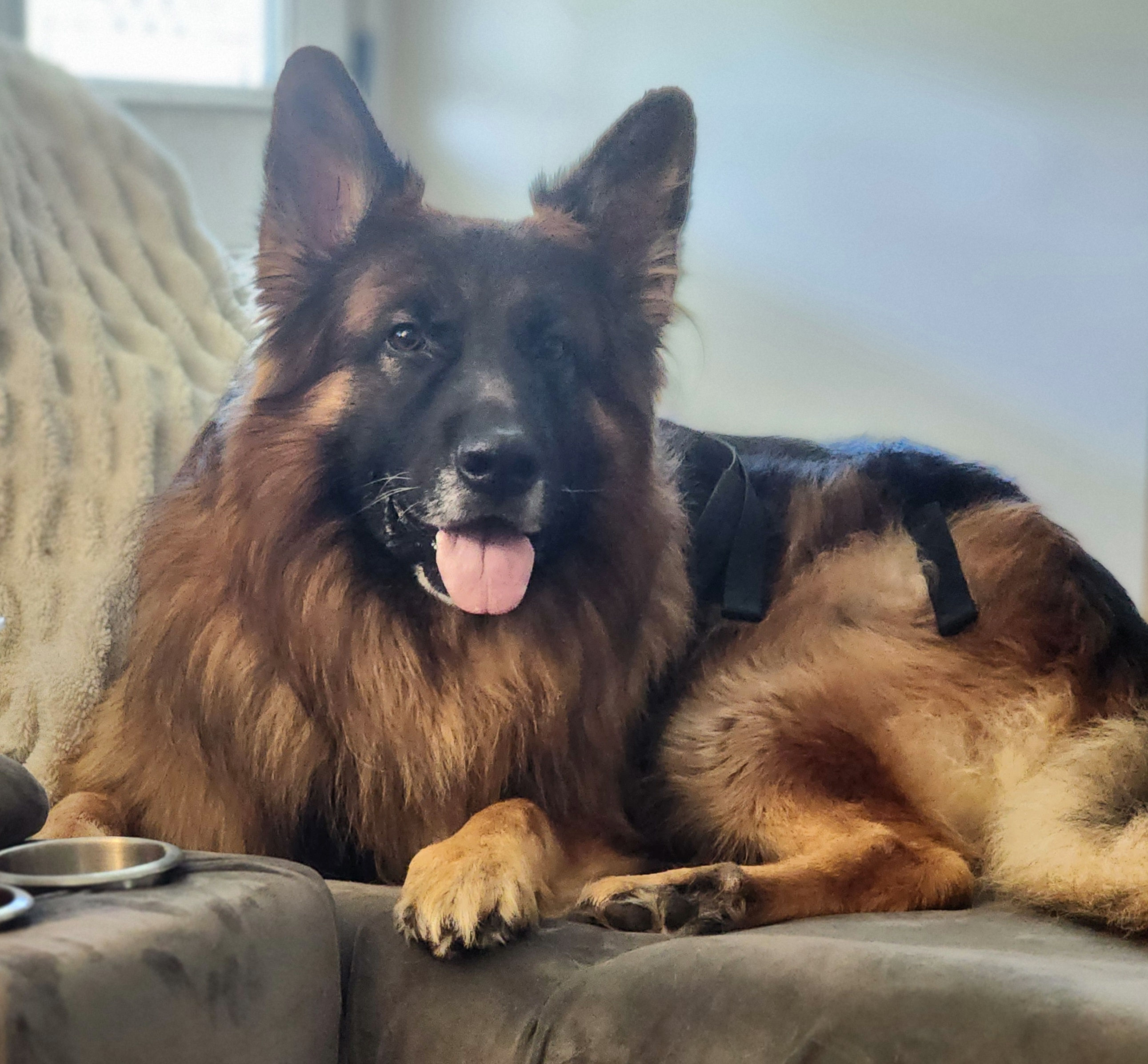 WHY WILL MY DOG NOT STOP BARKING?