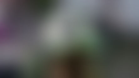 Sexton testa le piastre di serie?