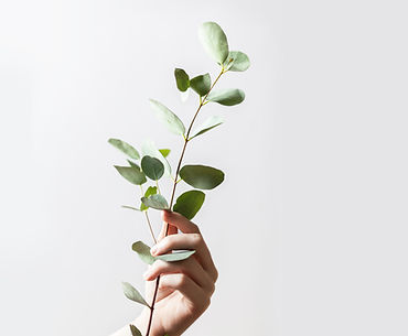Eucalyptus