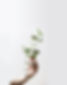 Holding a Branch