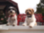 daisy fred - 1.2m.jpg