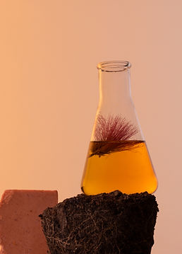 Lien vers la page Colorations – colorations naturelles et végétales à La Boîte à Mélisse