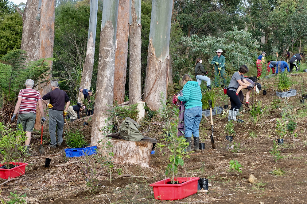 Volunteers planting Wairoa Stream Kerikeri 2017