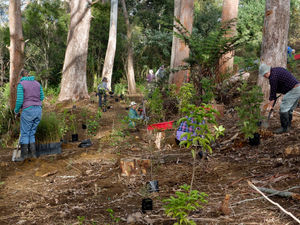 Wairoa Stream: Public planting Sunday, 9 June 2019