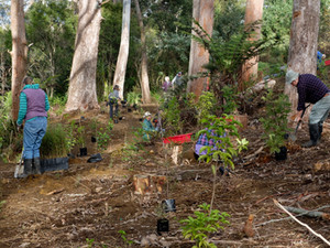 Wairoa Stream: Public planting Sunday, 9 June 2019