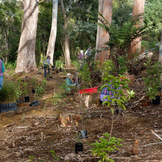 Wairoa Stream: Public planting Sunday, 9 June 2019