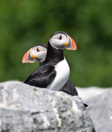 Atlantic puffins