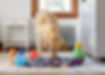 CT_Dog_Photography_Enrichment.jpg