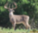 210 Class Deer.JPG