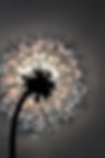 backlit_dandelion.jpg