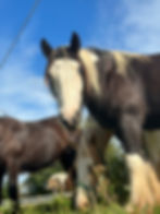 gypsy vanner gyspy cob horse
