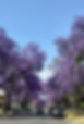 Jacaranda_trees_5-15-17.jpeg