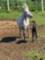 miniature horse with foal