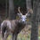 Thumbnail: Artwork - White Tail Buck