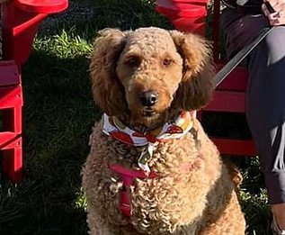 Miniature F1 Goldendoodle Puppy Portland ME
