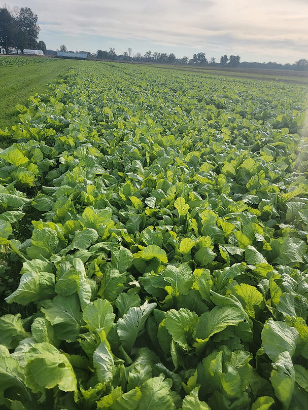 Armstrong Farms fresh produce Bastrop, LA, USA