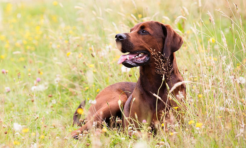 RedboneCoonhound-FeaturedImage.jpg