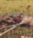 Screenshot_2022-10-09_at_11.30.18_AM.jpg