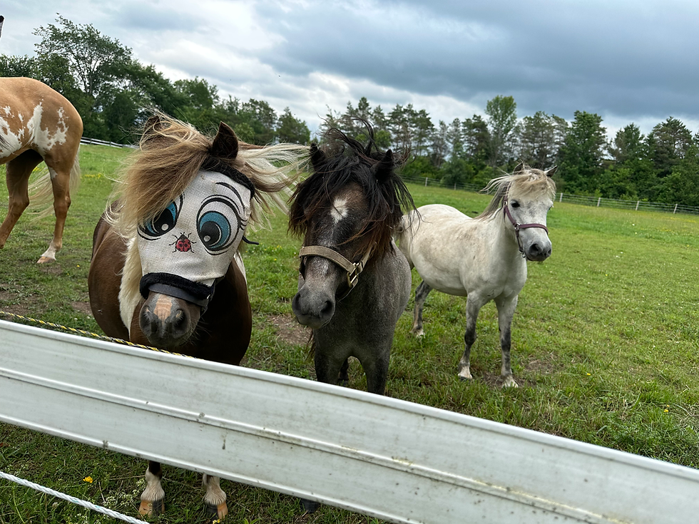 miniature horses, miniature stallion, miniature mare, miniature foal