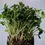 Thumbnail: Microcuties Microgreens