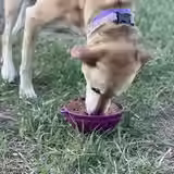 Thumbnail: Soda Pup Garden of Eatin' Tipsy Bowl