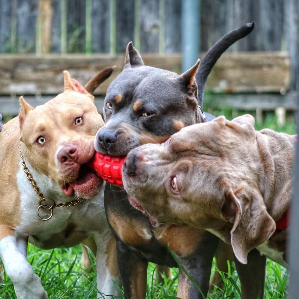 Thumbnail: Soda Pup USA - K9 Grenade Durable Rubber Chew Toy & Treat Dispenser