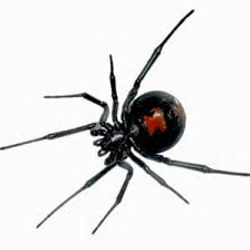 Araña viuda negra