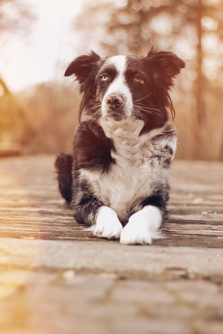 Miniaturbild: Hunde Portraitbilder 