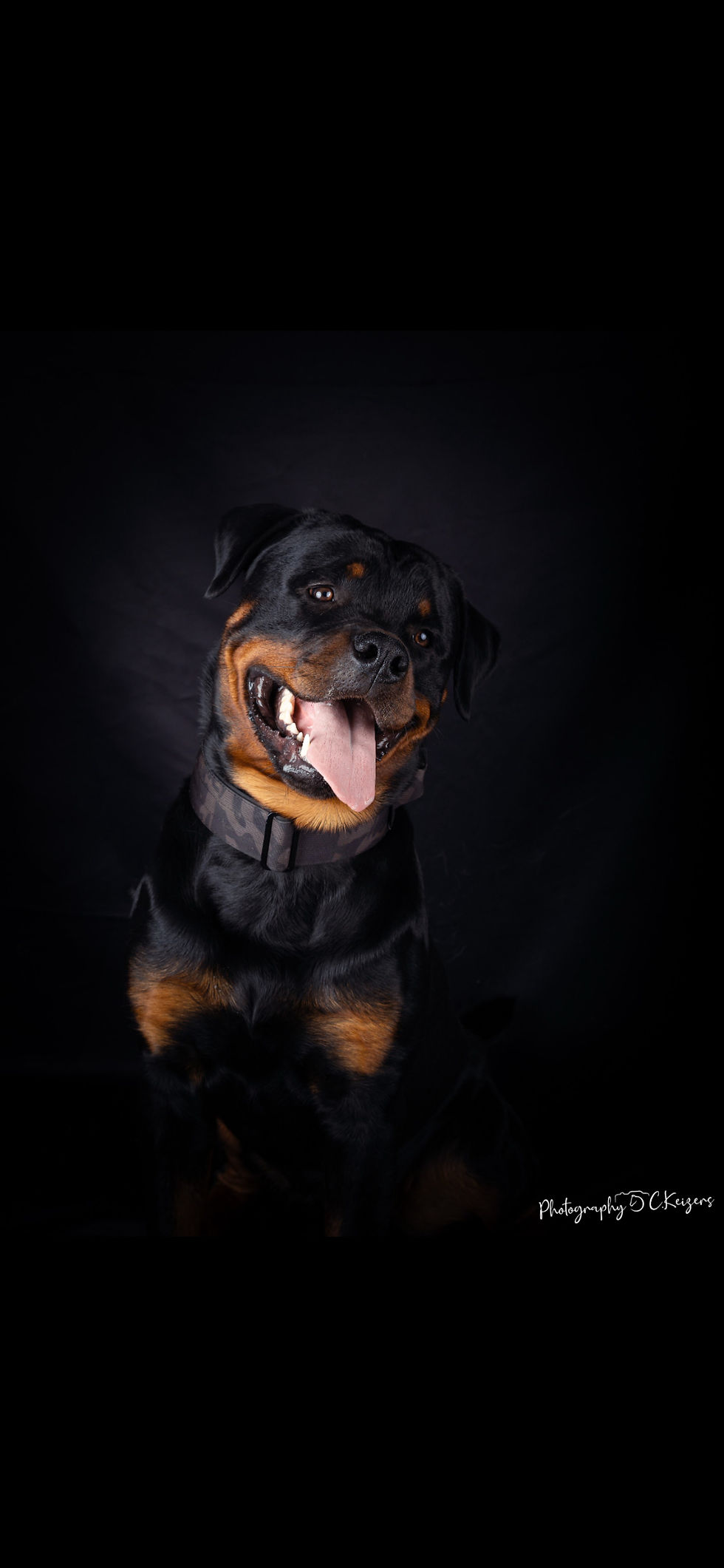 Miniaturbild: Hunde Portraitbilder 
