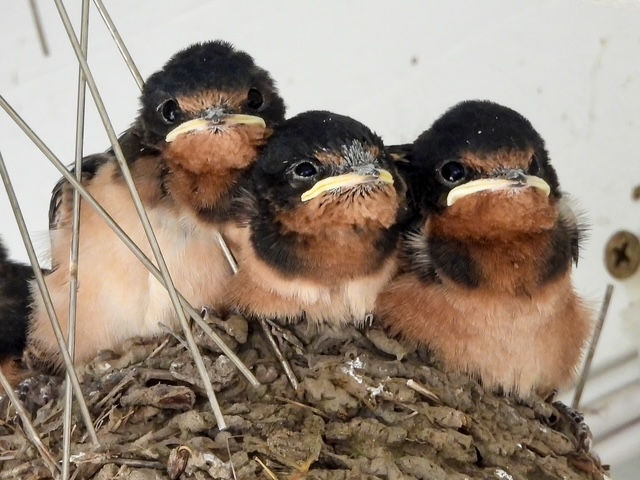 Nestling Barn Swallows