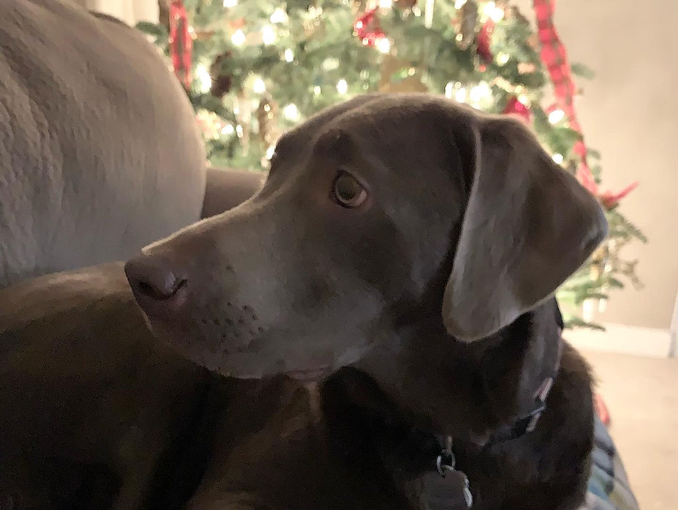 gray dog in front of Christmas tree