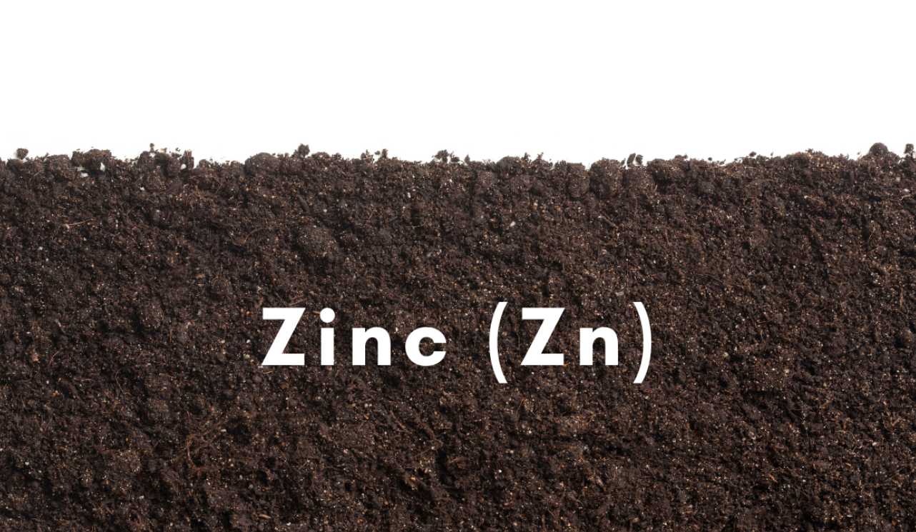 How does the presence of zinc affect the electrical properties of CZT?