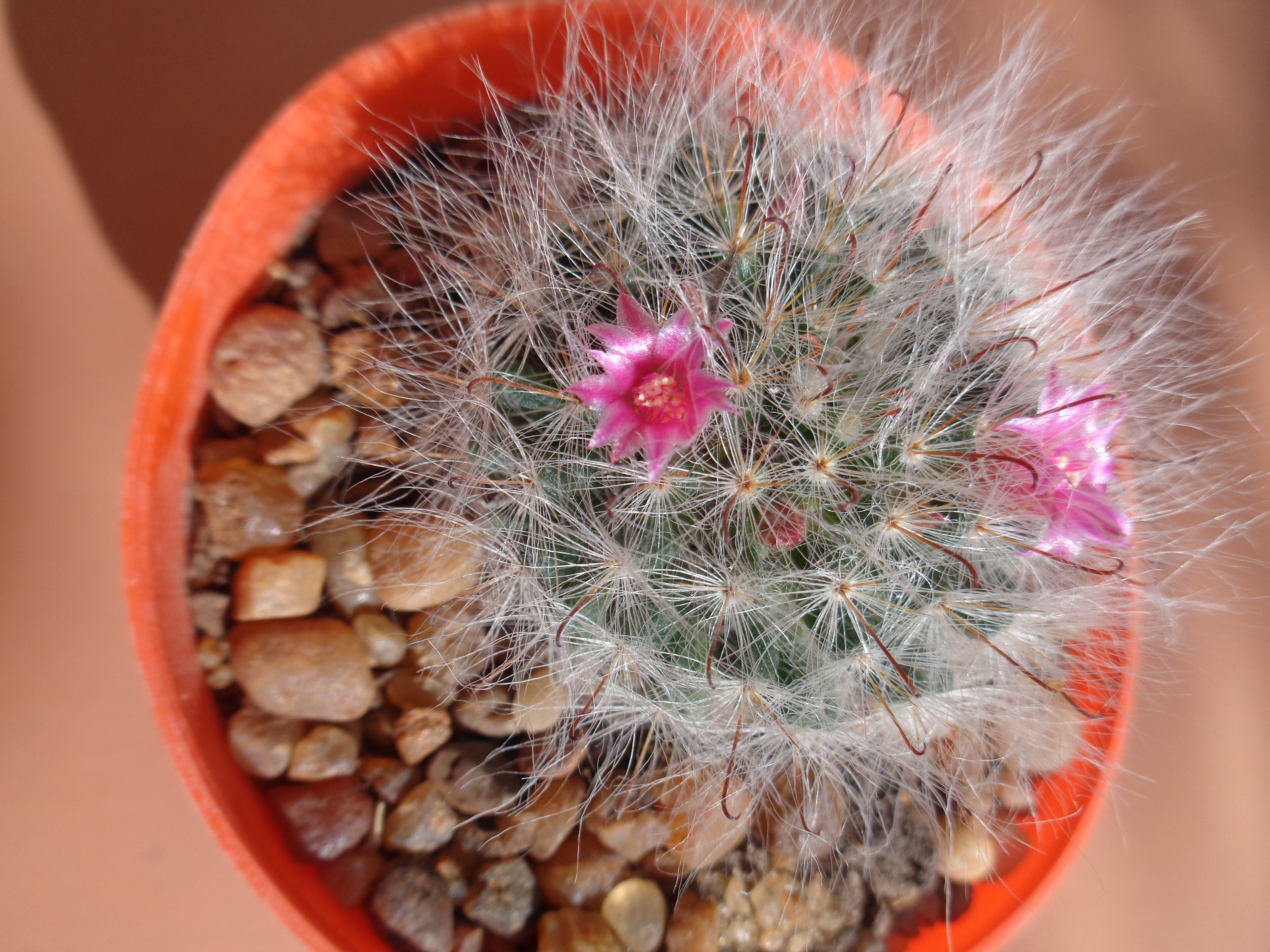 Mammillaria bocasana