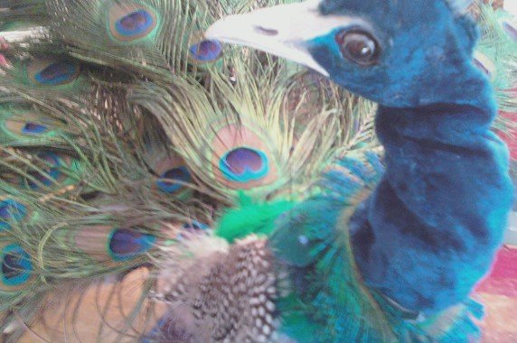 Peacock Marionette