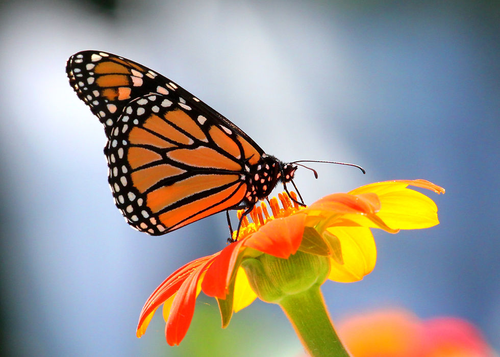 Nature photo, Janderson Photography