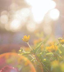 Oinkzz inspired nature