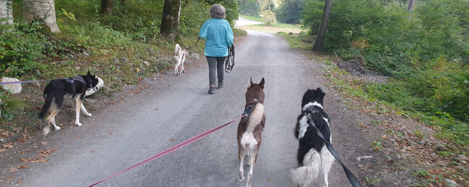 Achtsamkeitsspaziergang | Hundeschule | Dogs for Dogs