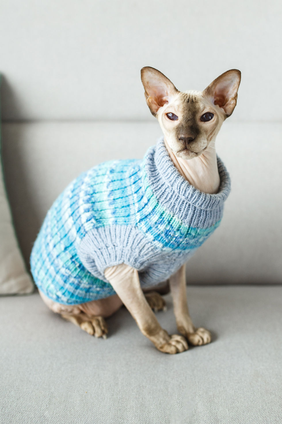 Bald cat in a sweater